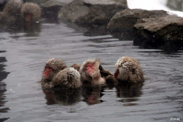 雪景色 冬 長野 地獄谷野猿公苑(猿温泉 snow monkey) 雪景色 冬 長野 地獄谷野猿公苑(猿温泉 snow monkey)
